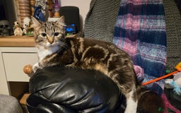 Mixed Breed cats for sale: 3 little black/brown beautiful kittens  - Image 7