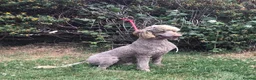Standard Poodle dogs for sale: Stunning KC Standard Poodle..health tested - Advert 1