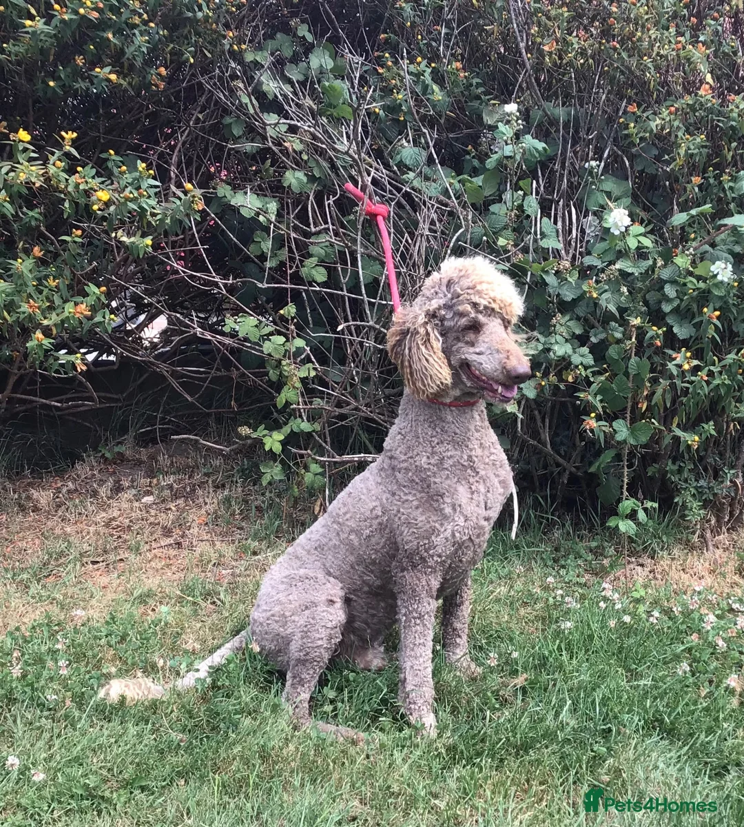 Standard Poodle dogs for sale: Stunning KC Standard Poodle..health tested - Advert 1