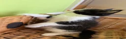 Mixed Breed cats for sale: Mixed Maine Coon Kittens in Richmond - Advert 19