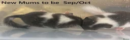 Mouse rodents for sale: 🐿️ Micro squirrels, African Pygmy dormouse mouse - Advert 3