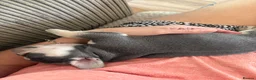 French Bulldog dogs for sale: Stunning 3rd generation French Bulldog puppies - Advert 2