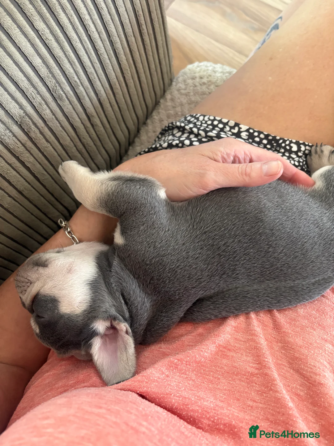 French Bulldog dogs for sale: Stunning 3rd generation French Bulldog puppies - Advert 2