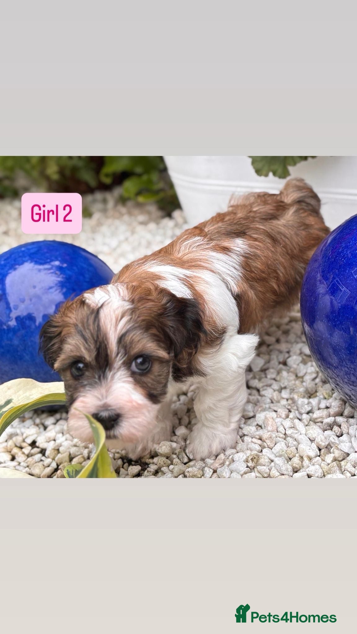 Havanese dogs 5 Pedigree Havanese Puppies - Advert 1