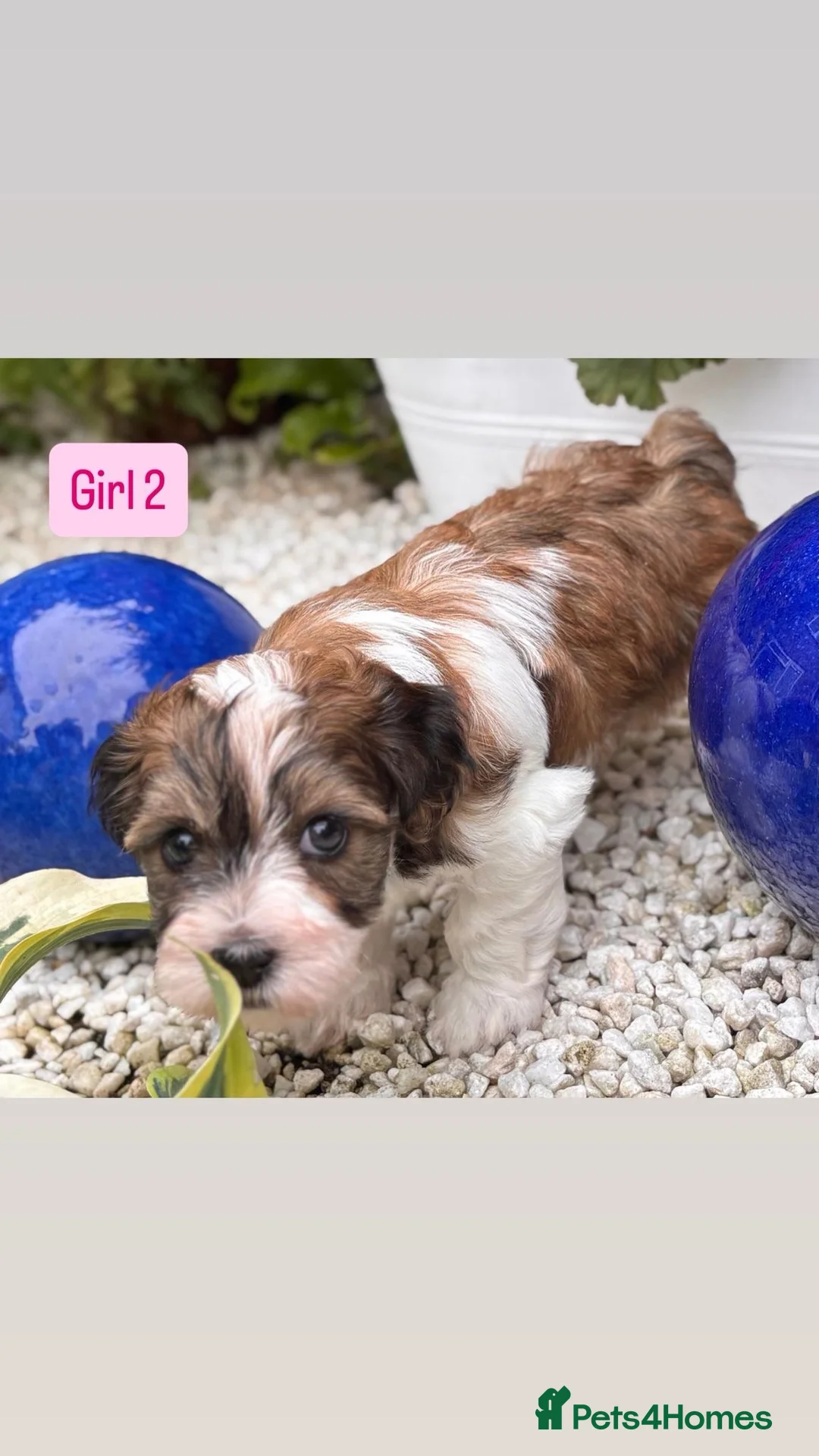 Havanese dogs for sale: 5 Pedigree Havanese Puppies in Doncaster - Advert 1