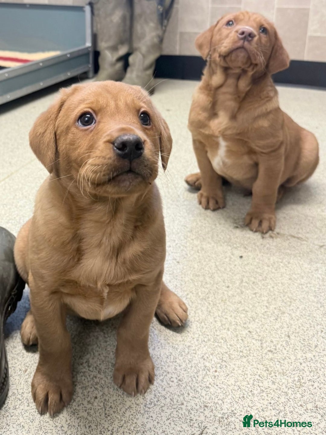 Cockerdor dogs for sale: Two beautiful Labrador x cocker spaniel puppies   - Advert 5