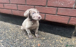 Labrador Retriever dogs for sale: Silver Labrador puppies Ready now!!!! REDUCED  - Advert 2