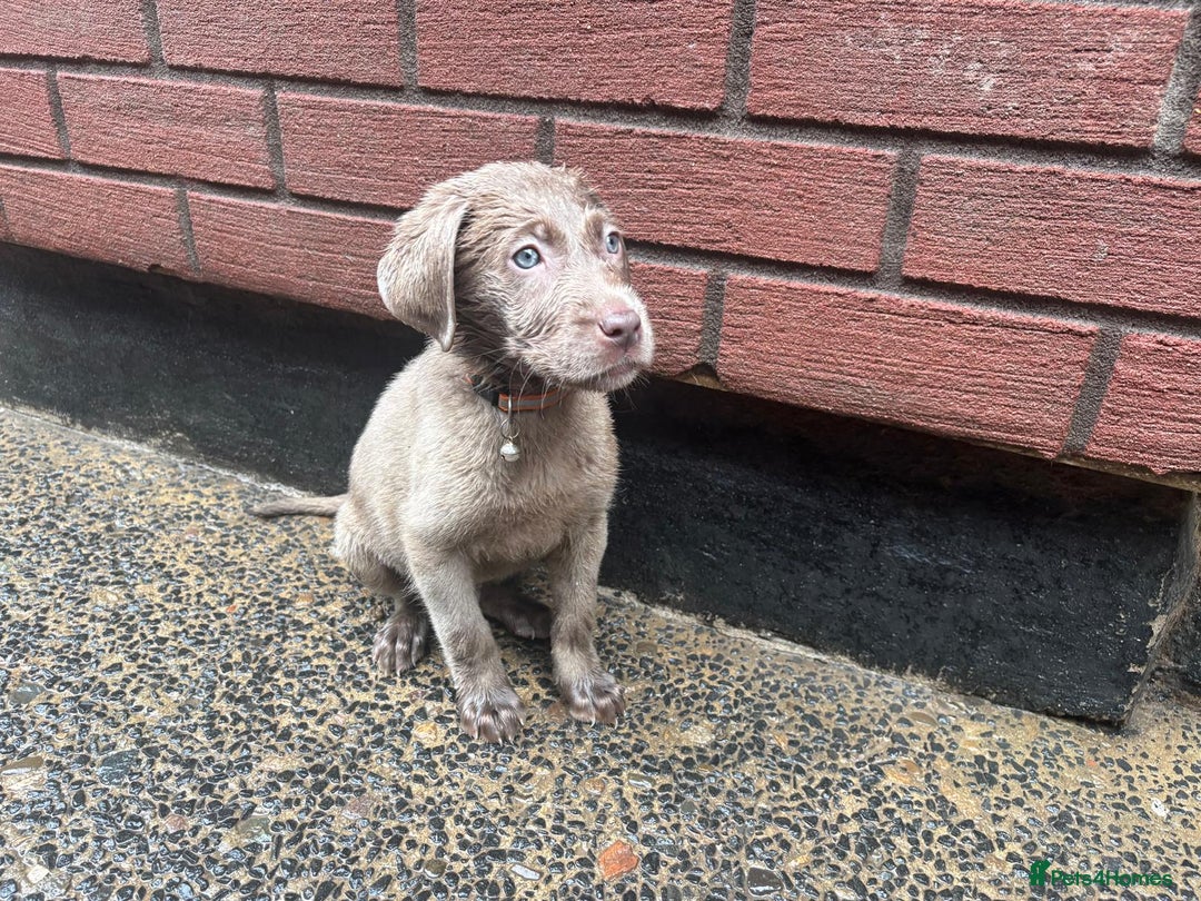 Labrador Retriever dogs for sale: Silver Labrador puppies Ready now!!!! REDUCED  - Advert 2