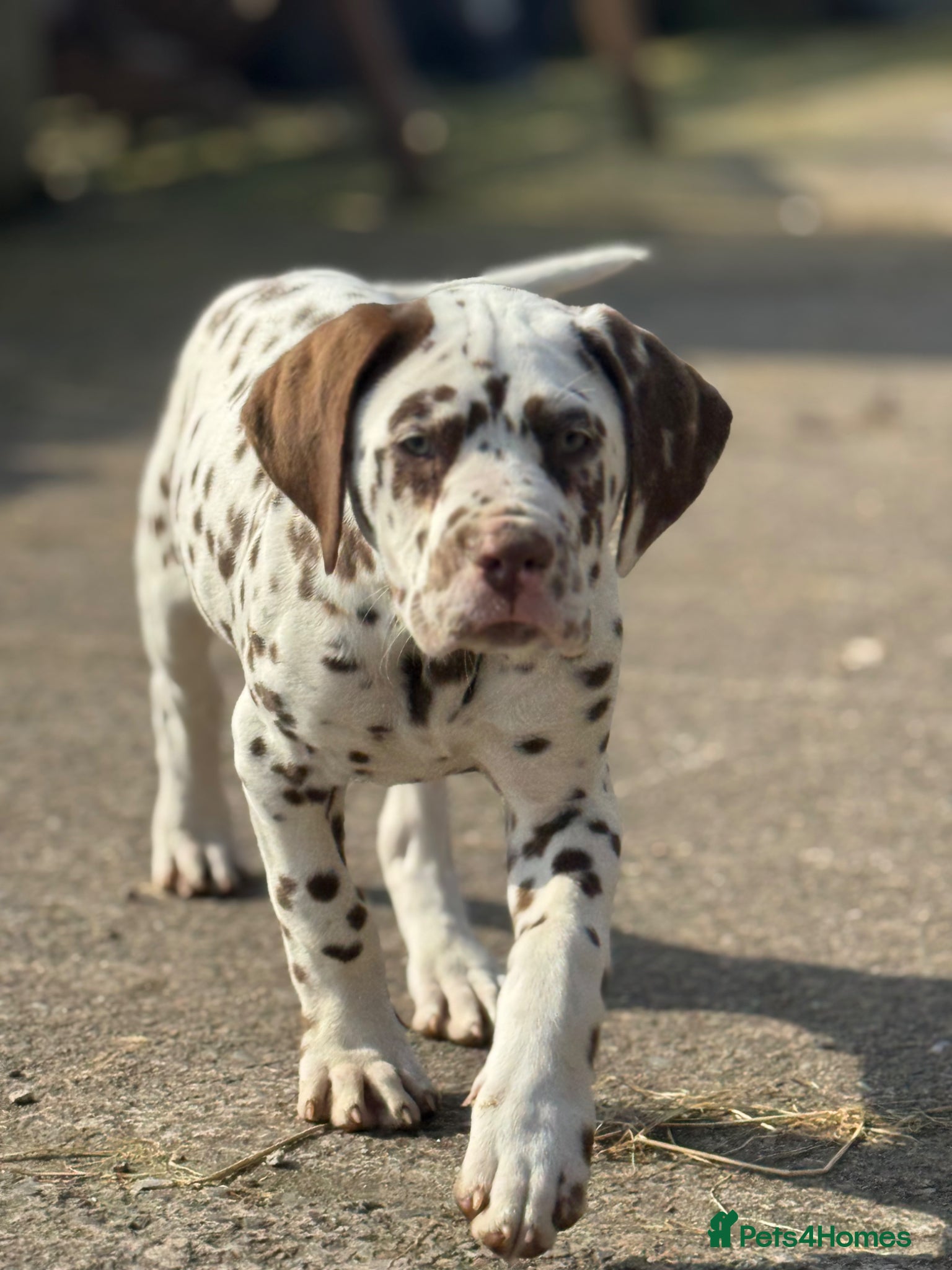 Dalmatian dogs Last 2 ! 💙Ready to leave! Dalmatian Puppies 🐶  - Advert 6
