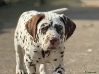 Dalmatian dogs Last 2 ! 💙Ready to leave! Dalmatian Puppies 🐶 - Advert 6