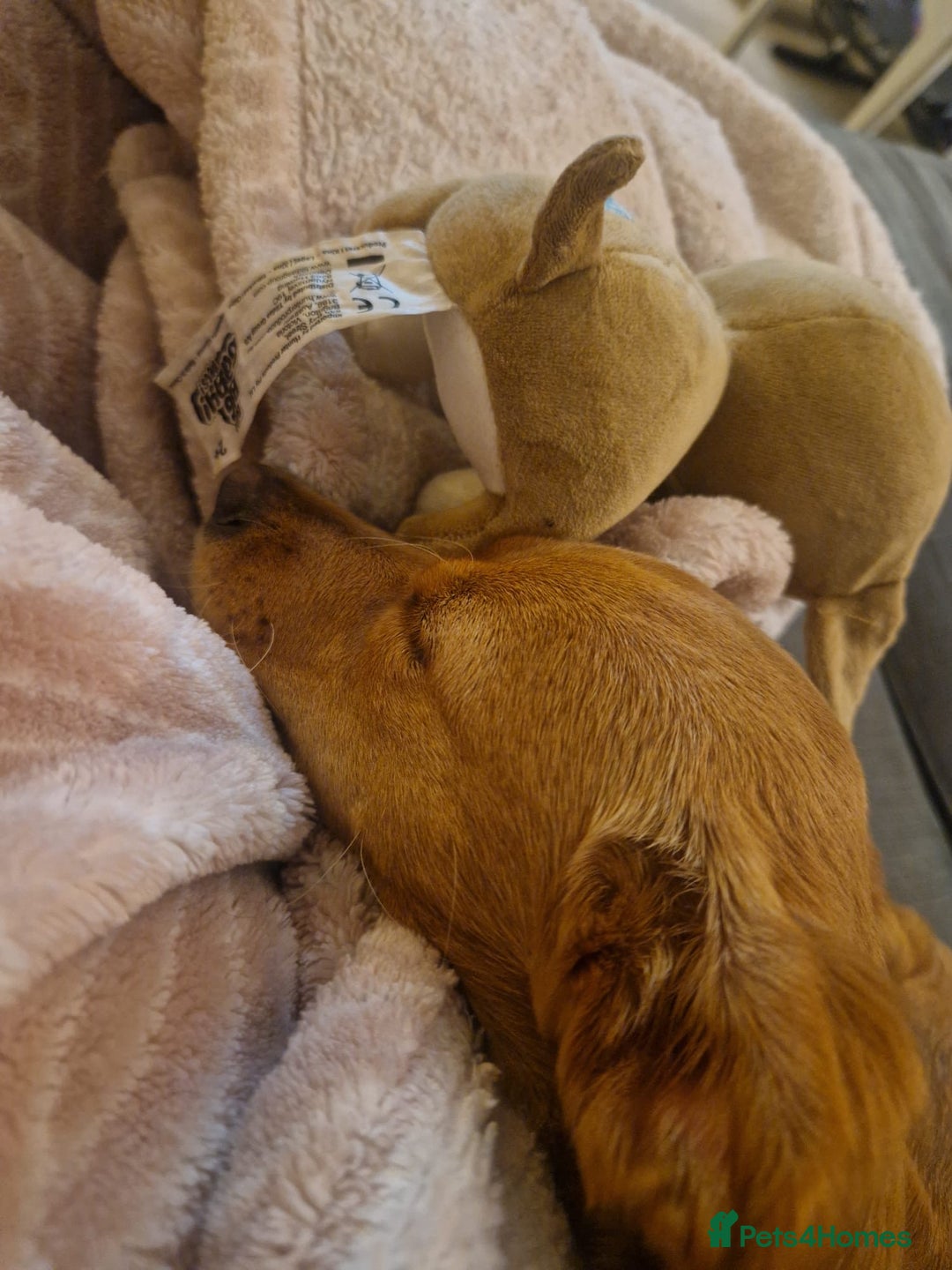 Mixed Breed dogs for adoption: Nadine 💕 - Image 4