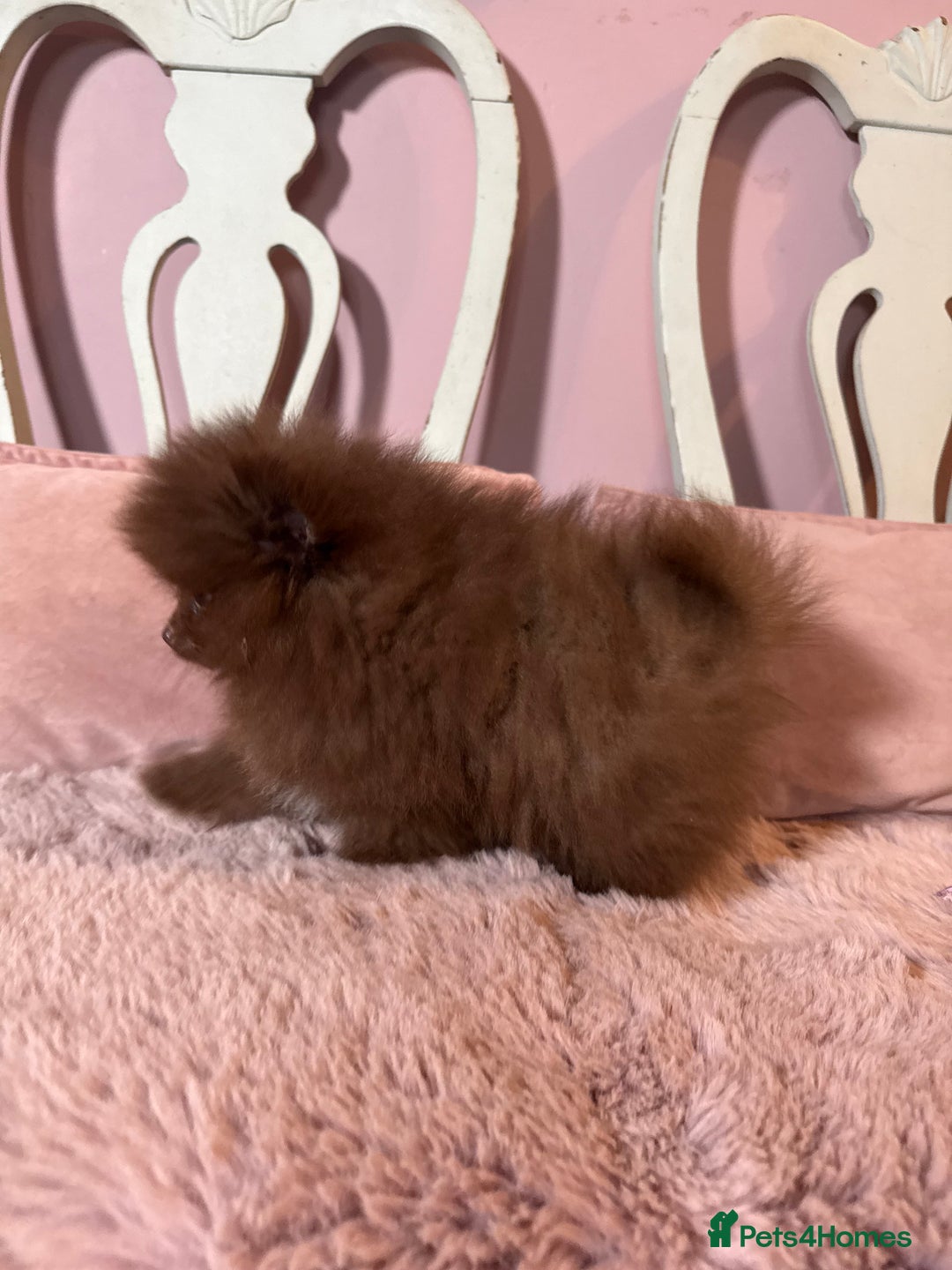 Pomeranian dogs for sale: Quality Chocolate Small Chocolate Teddy Bear - Image 10