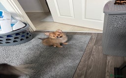 Pomeranian dogs for sale: Pomeranian girls for sale  - Image 3