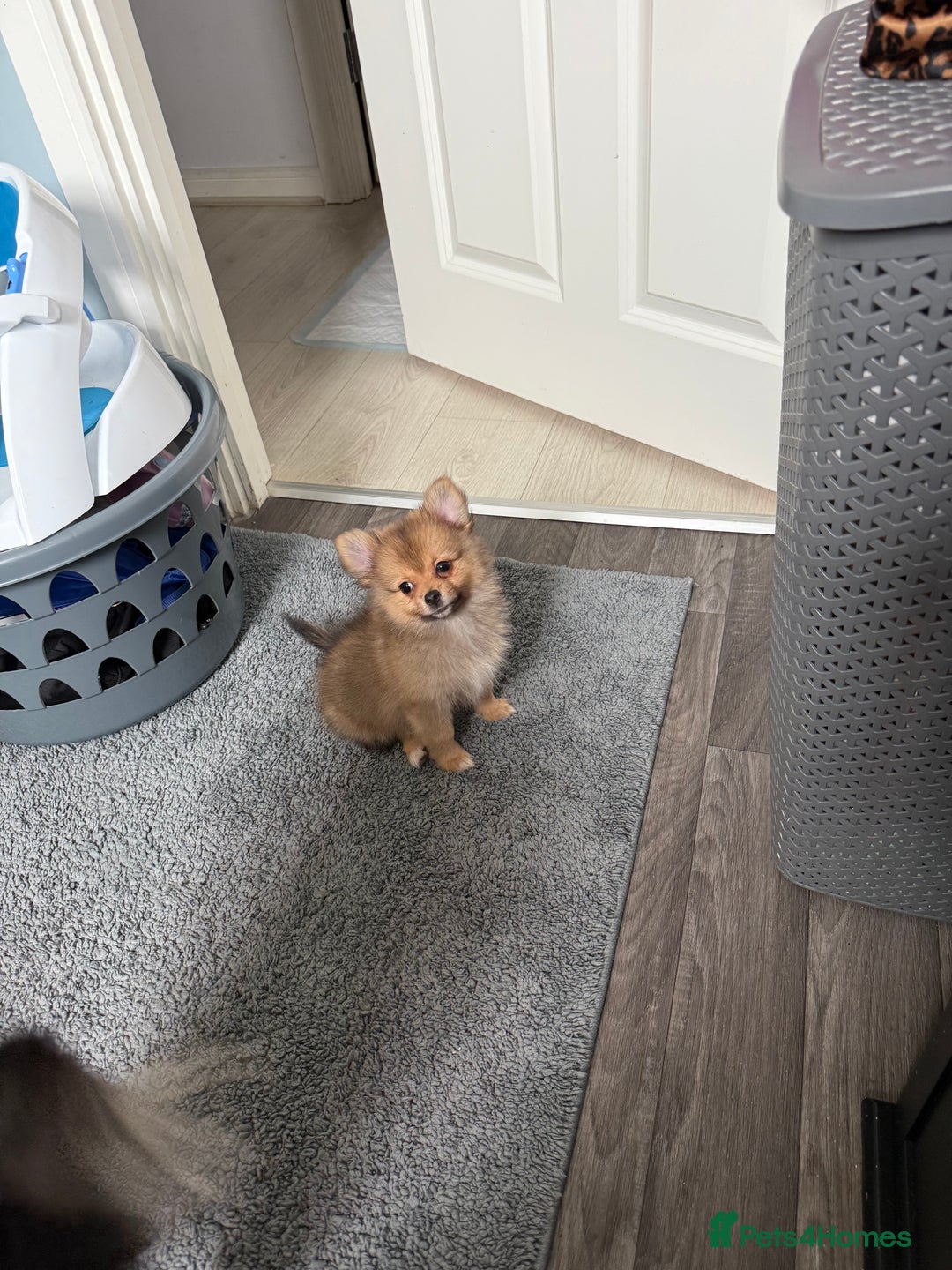 Pomeranian dogs for sale: Pomeranian girls for sale  - Image 3