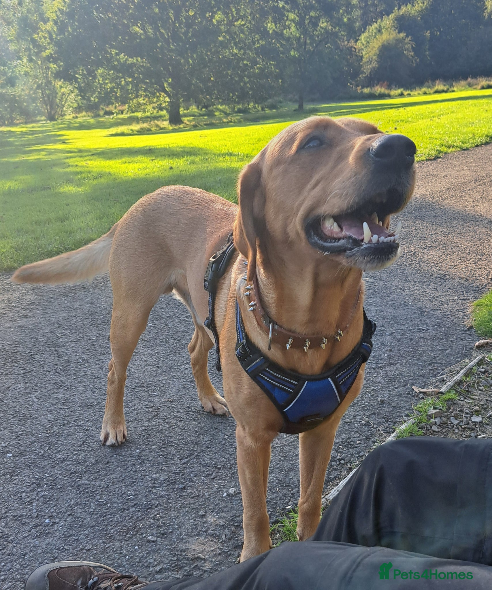 Labrador Retriever dogs for stud: STUD ONLY - Proven Fox Red Labrador  - Advert 9