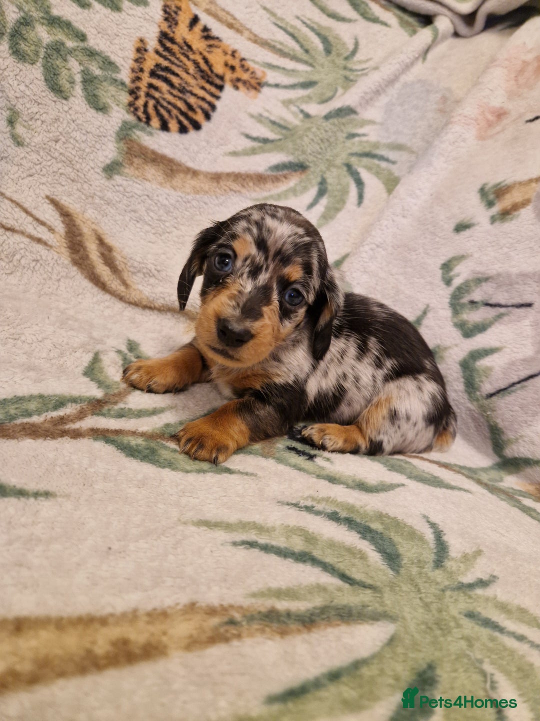 Miniature Dachshund dogs for sale: ⭐️🌈Beautiful miniature dachshunds🌈⭐️ - Advert 5