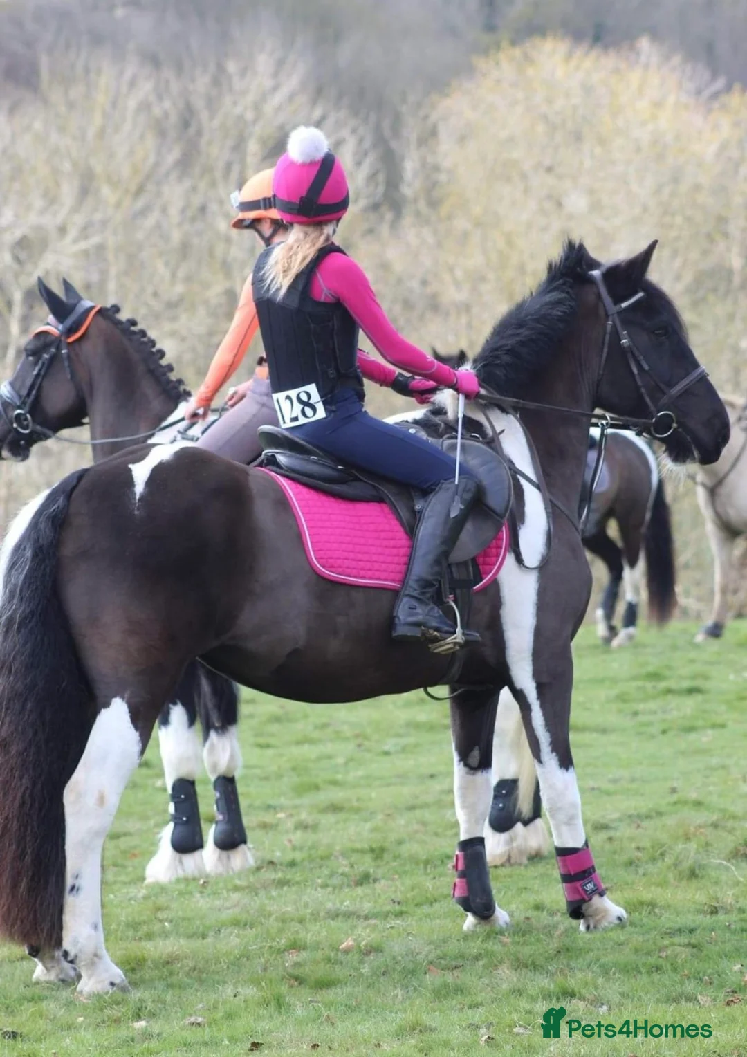 Irish Cob horses for sale: 15hh cob x Mare  - Advert 2
