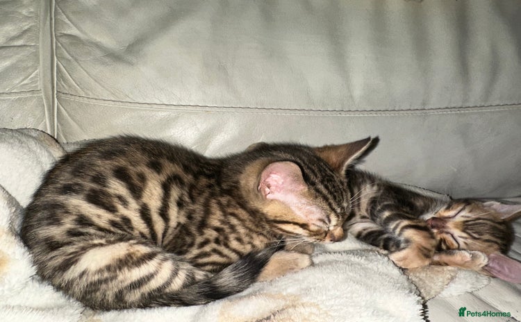 Bengal cats Snow Lynx, Marble & Brown Rosette Bengals - Advert 3