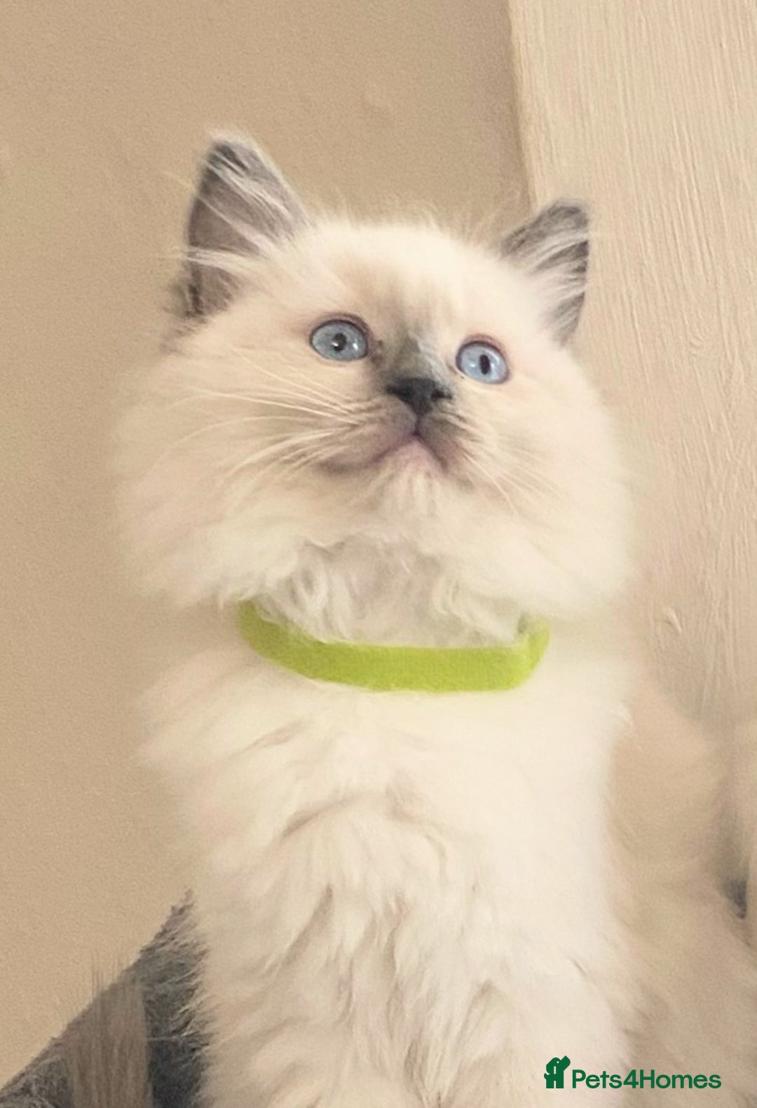 Ragdoll cats for sale: Pedigree ragdolls kittens TICA registered - Advert 17
