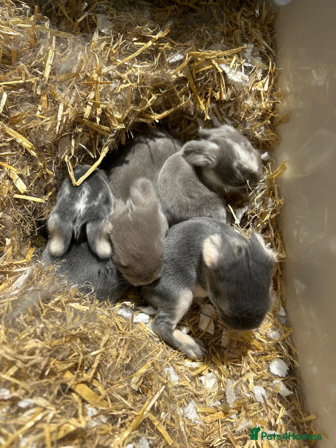 French Lop rabbits for sale: Litter of French lop rabbits  - Advert 8