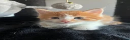 Maine Coon cats for sale: READY NOW! Maine Coon kittens  - Advert 13