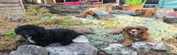 Cavapoo dogs for sale: Adorable litter of Cavapoos *READY NOW* - Advert 3