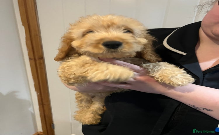 Cockapoo dogs - Advert 8
