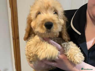 Cockapoo dogs - Advert 1
