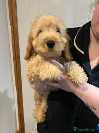 Cockapoo dogs - Advert 8