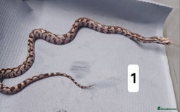 Corn Snake reptiles for sale: Corn Snake Morph Hatchling's  - Image 1