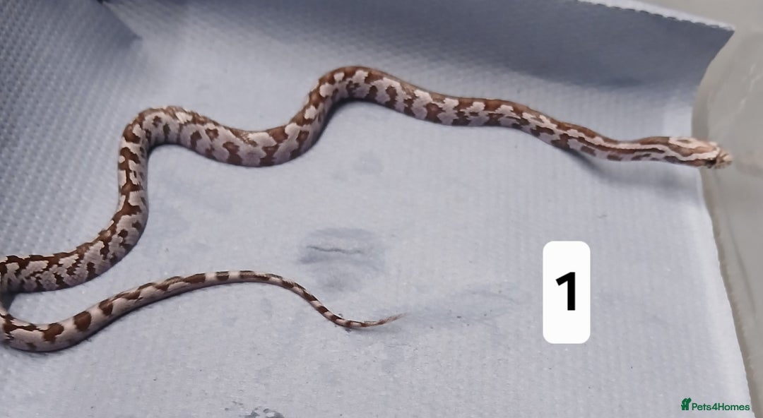 Corn Snake reptiles for sale: Corn Snake Morph Hatchling's  - Image 1