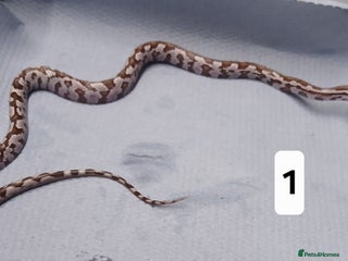 Corn Snake reptiles - Advert 2