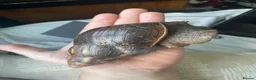 Snails invertebrates for sale: Baby Giant African Lands Snails - Advert 4