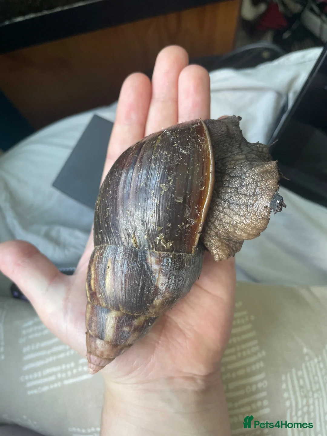 Snails invertebrates for sale: Baby Giant African Lands Snails - Advert 4