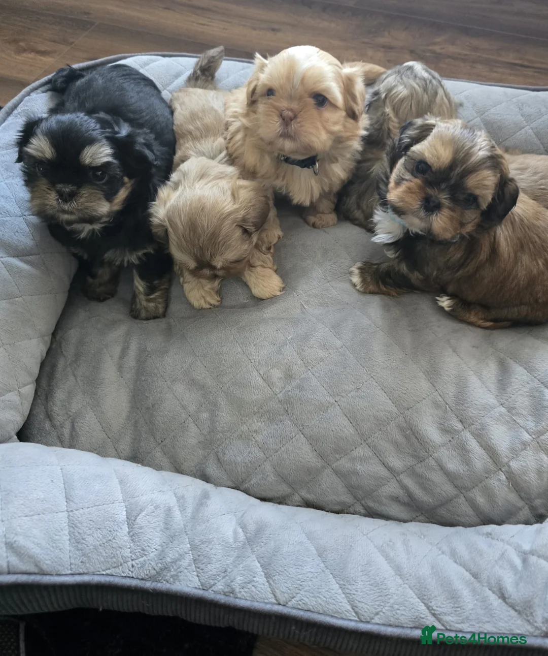 Shih Tzu dogs for sale: Beautiful shih txu pups - Advert 10