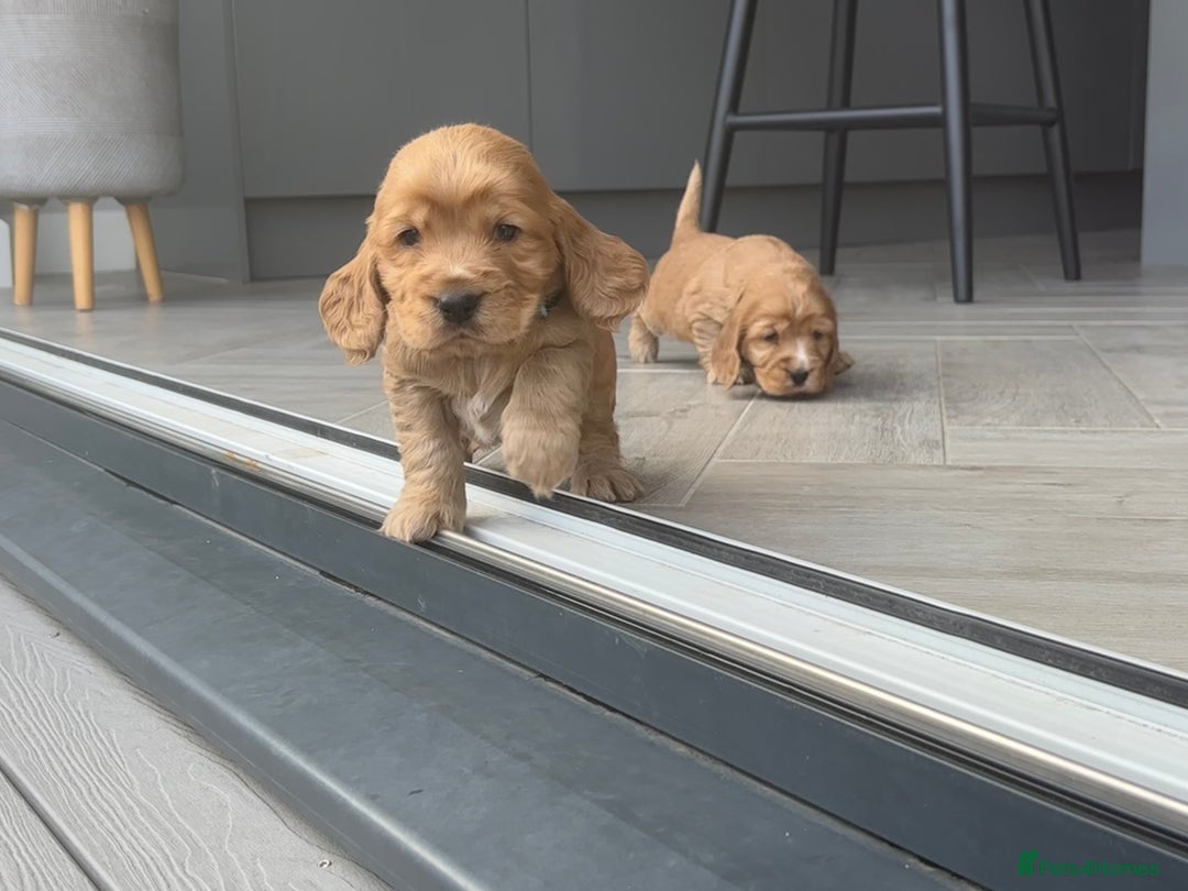 Cocker Spaniel dogs for sale: KC Reg show Type Cocker Spaniels VILLASPANIOL sire - Image 29