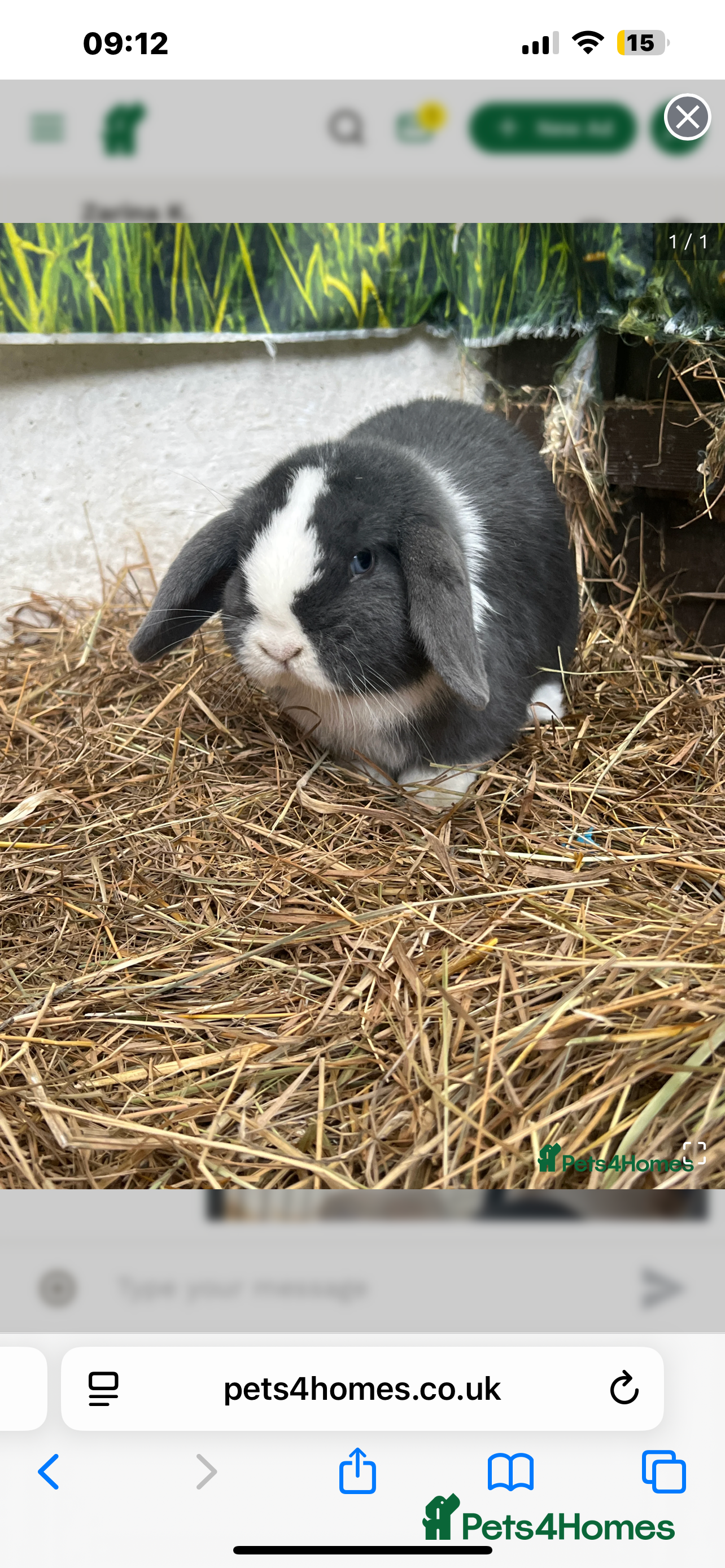 Mini Lop rabbits Mini lop buns  - Advert 3