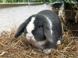 Mini Lop rabbits Mini lop buns - Advert 3