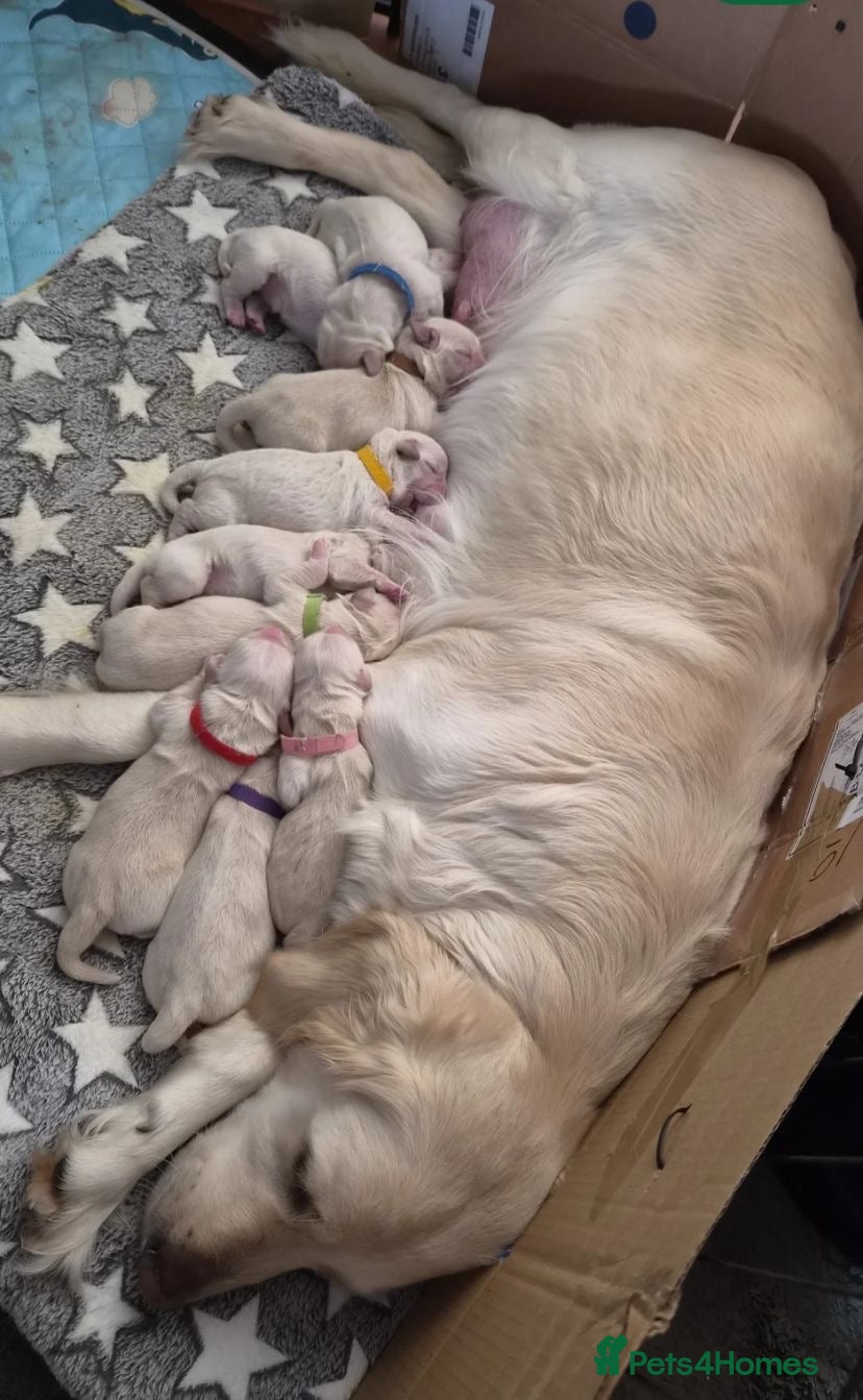 Golden Retriever dogs 🎊Truly exceptional Golden retriever pups✨ - Advert 1