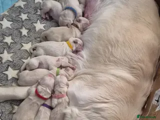 Golden Retriever dogs 🎊Truly exceptional Golden retriever pups✨ - Advert 1