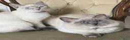 Ragdoll cats for sale: Adorable Ragdolls  - Advert 1