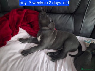 Cane Corso Puppy 5