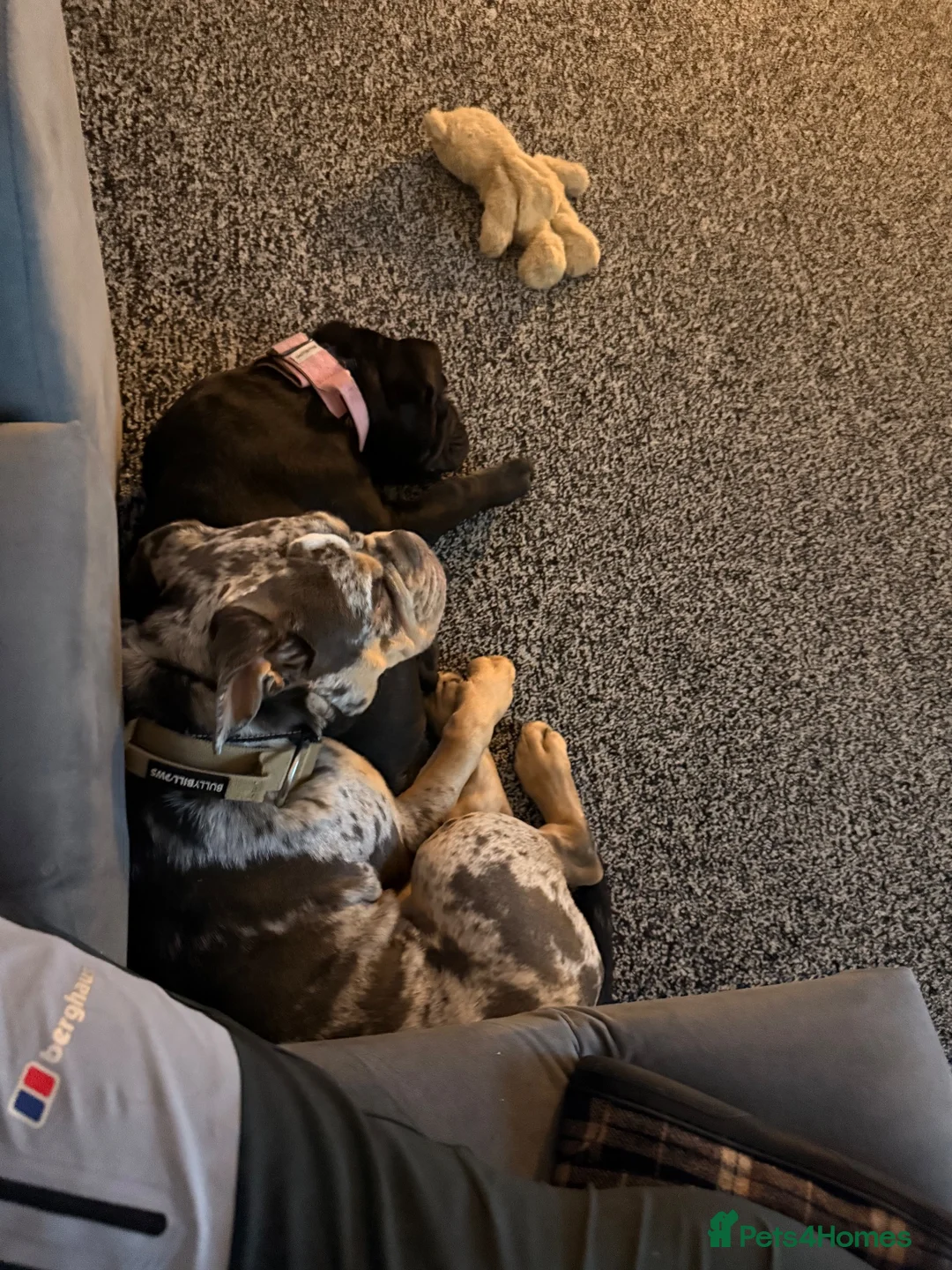 Olde English Bulldogge dogs for sale: 🔥 THE WAIT IS OVER… OUR ELITE LITTER HAS ARRIVED! - Advert 20