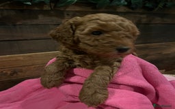 Cockapoo dogs for sale: Cockapoo F1B puppies - Advert 2