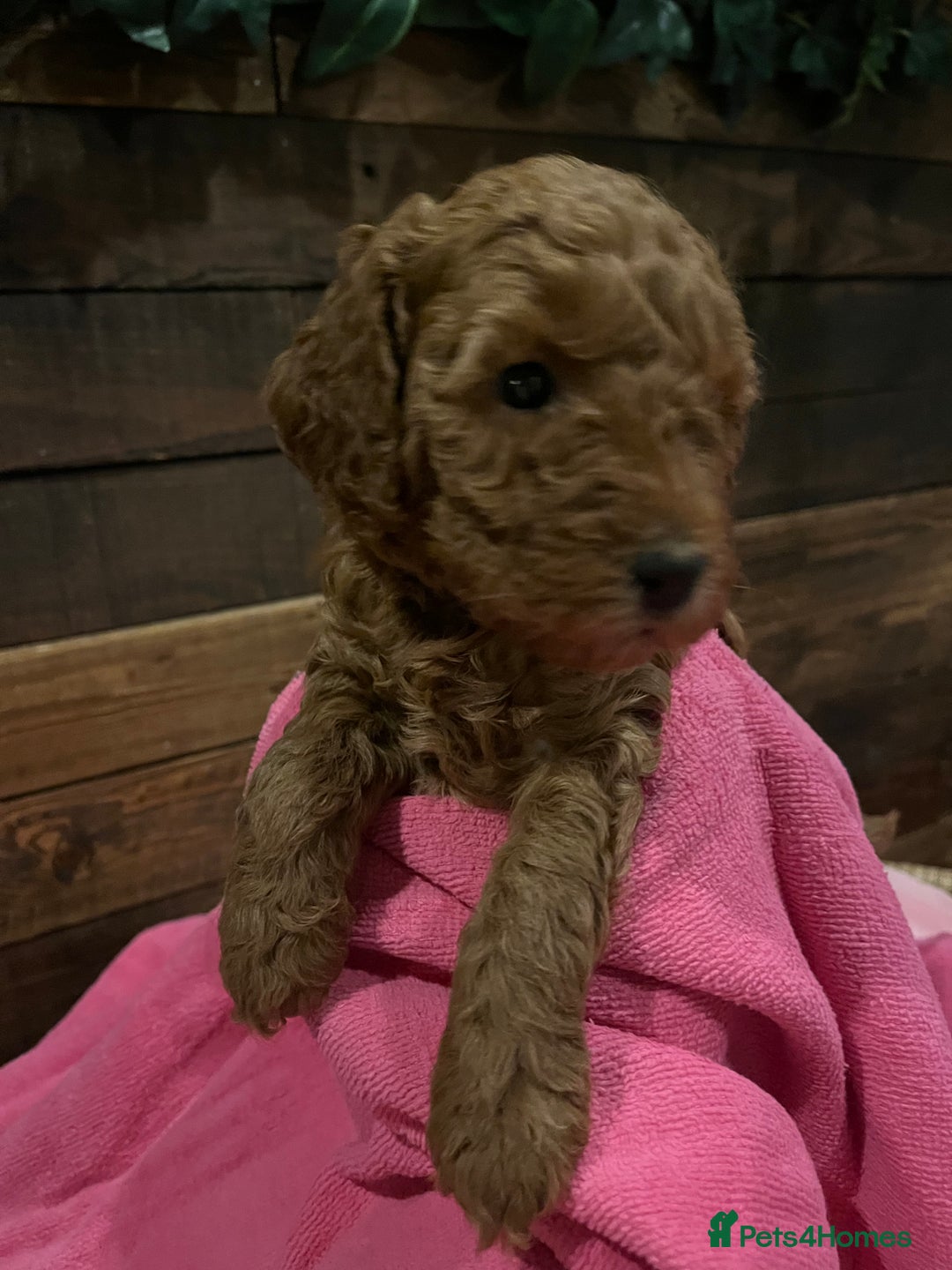 Cockapoo dogs for sale: Cockapoo F1B puppies - Advert 2