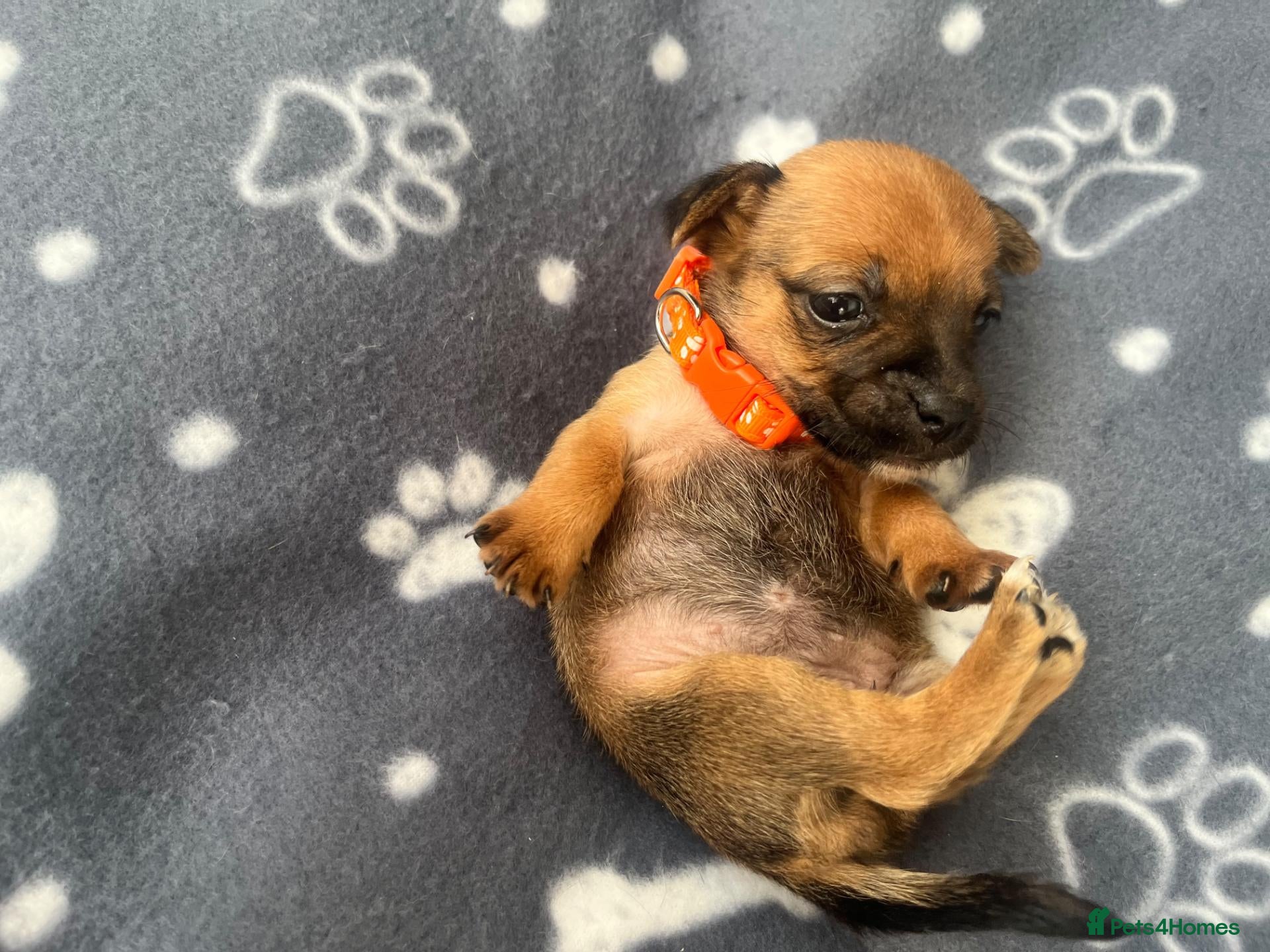 Jack Russell dogs Beautiful Puppies Jack Russell  - Advert 2