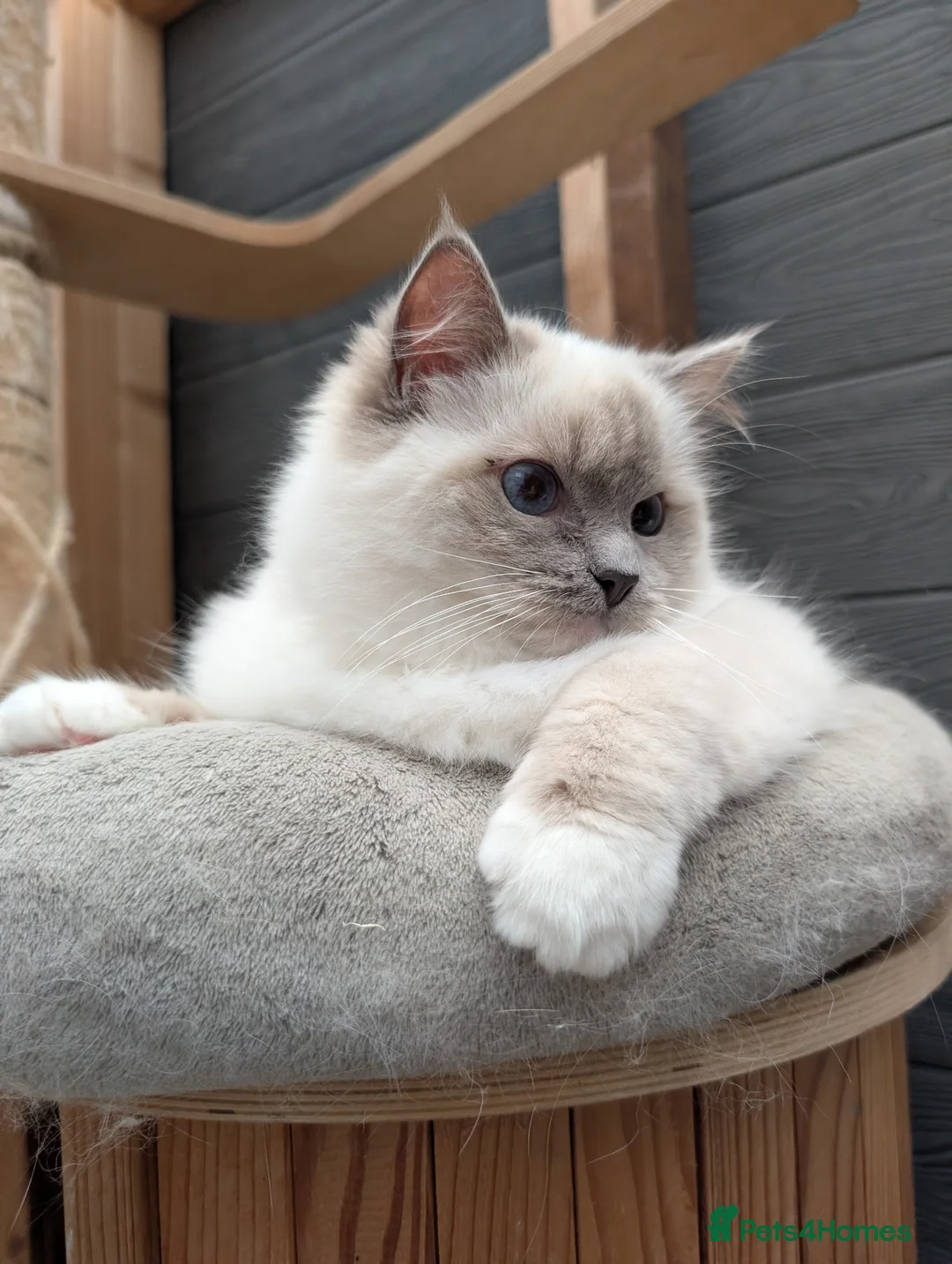 Ragdoll cats for sale: Ragdoll female  - Advert 2