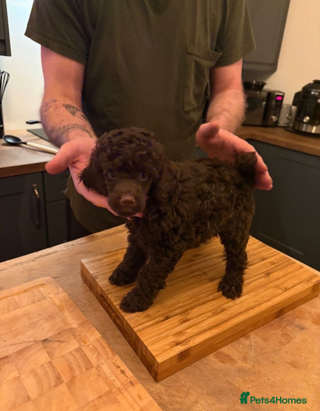 Miniature Poodle dogs for sale: 2 Boys left-KC Registered.Ready to leave next week - Advert 3