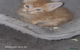 Domestic Shorthair cats for sale: Lovely Kittens, ready to be reserved 😺 - Image 9