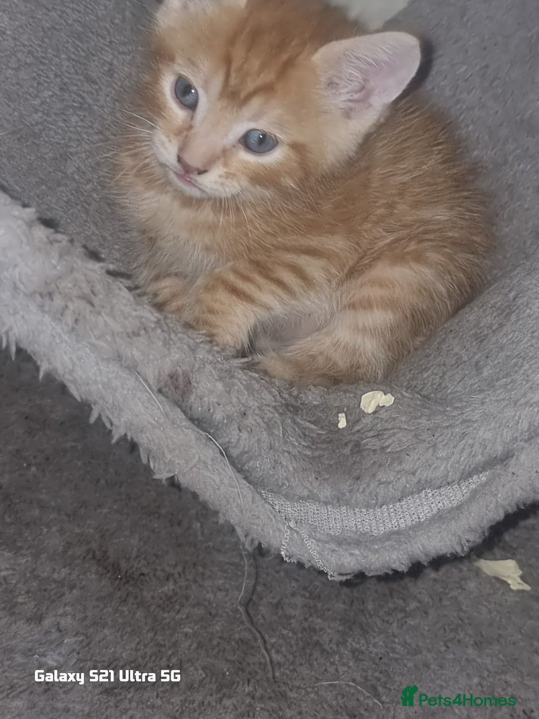 Domestic Shorthair cats for sale: Lovely Kittens, ready to be reserved 😺 - Image 9